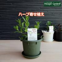 ハーブ スペアミント 苗 セット プラ製プランター かわいい 寄せ植え ハーブティー ハーブガーデン 観葉植物 送料無料 家庭菜園 女子力 鉢植え 土 Kit Grow12 Gr ハーブ苗のポタジェガーデン 通販 Yahoo ショッピング
