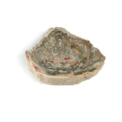 珪化木石 楽天市場】リアル木の化石！【珪化木 原石】重さ10g-20g シリカ化した