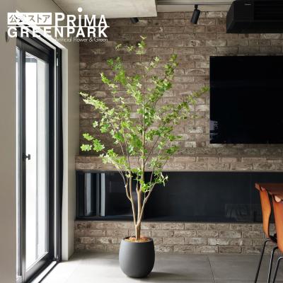 GREENPARK ドウダンツツジ ミックス 新品未使用 楽天市場】【公式】ドウダンツツジ ミックス Water H60cm 観葉植物