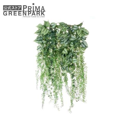 スキンダプサス　セット　6 楽天市場】スキンダプサス（観葉植物｜花・観葉植物）：花