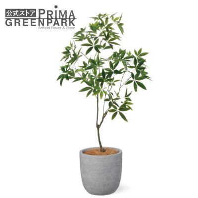 PRIMA-GREENPARK - パキラ｜Yahoo!ショッピング