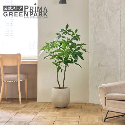 PRIMA-GREENPARK - パキラ｜Yahoo!ショッピング