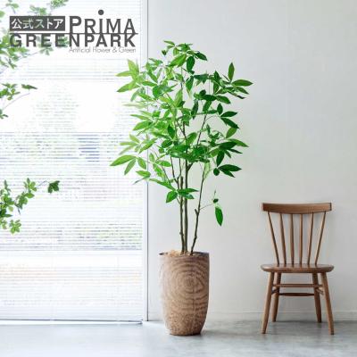 PRIMA-GREENPARK - パキラ｜Yahoo!ショッピング