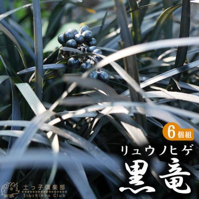 リュウノヒゲ コクリュウのおすすめ人気商品一覧 通販 - Yahoo