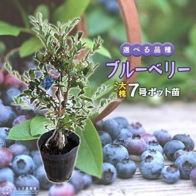 ブルーベリー苗木の商品一覧 通販 - Yahoo!ショッピング ブルーベリー苗木の商品一覧 通販 - Yahoo!ショッピング