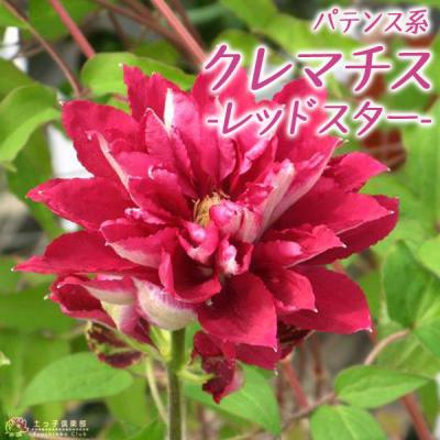 クレマチス 八重 赤(花の苗)の商品一覧|苗 | 花 クレマチス 八重 赤(花の苗)の商品一覧|苗 | 花