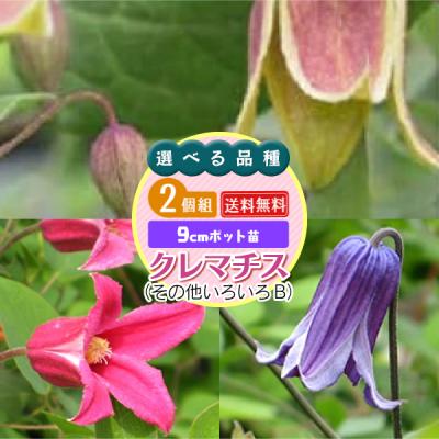 クレマチス 苗（花の苗）｜苗 | 花、ガーデニング のおすすめ人気商品