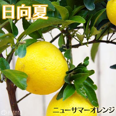 ニューサマーオレンジ（果樹の苗、苗木）｜苗木、植木 | 花
