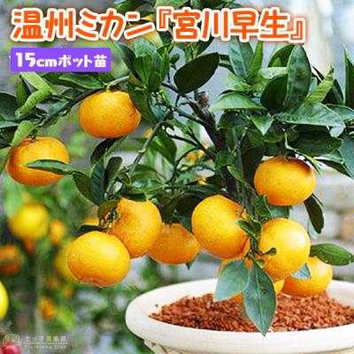 興津早生のおすすめ人気商品一覧 通販 - Yahoo!ショッピング