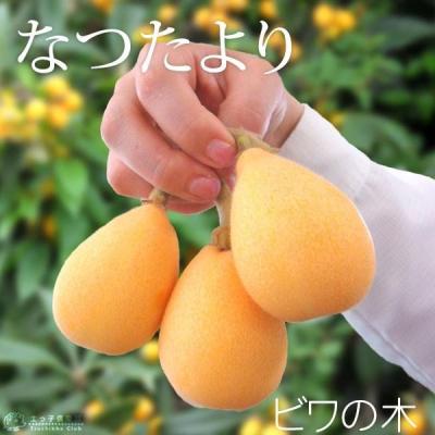 びわ 苗木（苗木、植木） | 花、ガーデニング の商品一覧 通販 - Yahoo