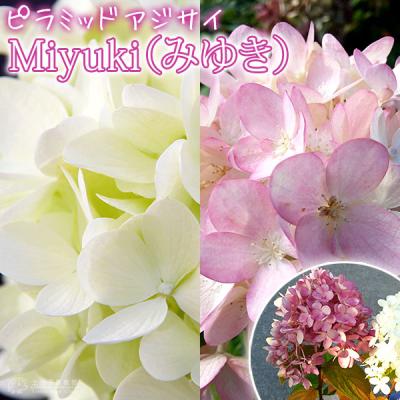 ピラミッドアジサイ（花の苗）｜苗 | 花、ガーデニング のおすすめ人気