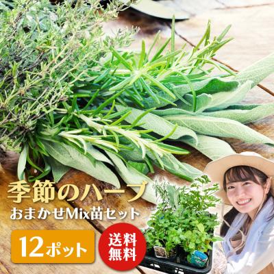 ハーブ 商品一覧 - 花と緑の専門店 土っ子倶楽部 - 売れ筋通販 ハーブ 商品一覧 - 花と緑の専門店 土っ子倶楽部 - 売れ筋通販