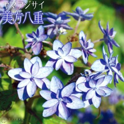 花と緑の専門店 土っ子倶楽部 - ギボウシ｜Yahoo!ショッピング