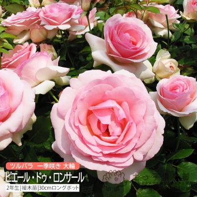 ピエールドゥロンサール（苗） | 花、ガーデニング のおすすめ人気商品