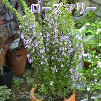 ローズマリー苗大株（苗） | 花、ガーデニング のおすすめ人気商品一覧