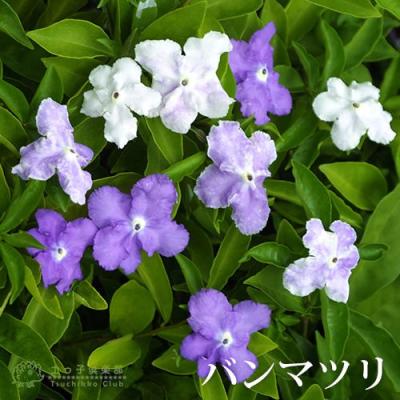花 ニオイバンマツリ（花、ガーデニング）のおすすめ人気商品一覧 通販