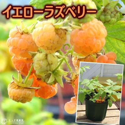 ラズベリー（果樹の苗、苗木）｜苗木、植木 | 花、ガーデニング の