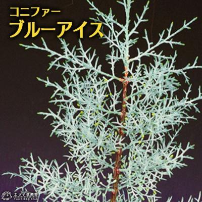 ブルーアイス 苗 200cm❗綺麗な葉色 シルバーブルー 大型最優良株 針葉樹 コニファーブルーアイス（針葉樹種類：ブルーアイス）のおすすめ人気