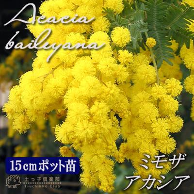 ミモザアカシア 3Mのおすすめ人気商品一覧 通販 - Yahoo!ショッピング