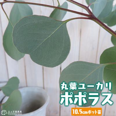 ユーカリ ポポラス苗 大型 190㎝❗ 10号 優良株 ❗綺麗なトピアリー