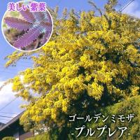ゴールデンミモザ プルプレア 銀葉アカシア 10 5cmポット苗のレビュー 口コミ Yahoo ショッピング Paypayポイントがもらえる ネット通販