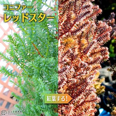 コニファー苗（コニファー、針葉樹）｜苗木、植木 | 花、ガーデニング