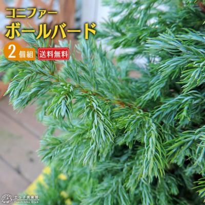 コニファー苗（コニファー、針葉樹）｜苗木、植木 | 花、ガーデニング