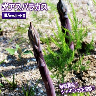 紫アスパラガス 苗の商品一覧 通販 - Yahoo!ショッピング