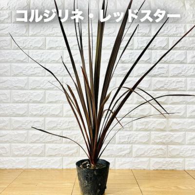 コルジリネ レッドスターの商品一覧 通販 - Yahoo!ショッピング 