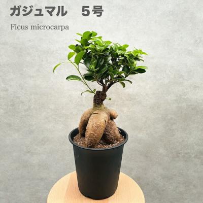 ガジュマル 盆栽のおすすめ人気商品一覧 通販 - Yahoo!ショッピング