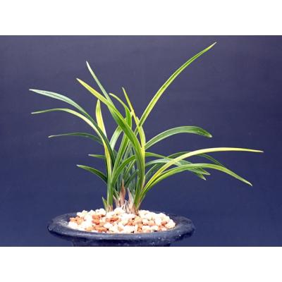 日本春蘭（花種類：蘭）のおすすめ人気商品一覧 通販 - Yahoo!ショッピング