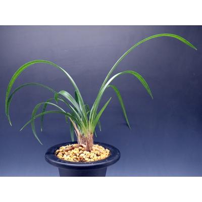 日本春蘭（花種類：蘭）のおすすめ人気商品一覧 通販 - Yahoo!ショッピング