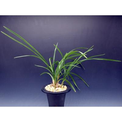 日本春蘭（花種類：蘭）のおすすめ人気商品一覧 通販 - Yahoo!ショッピング