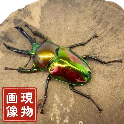 日本産水生昆虫第2版のおすすめ人気商品一覧 通販 - Yahoo!ショッピング