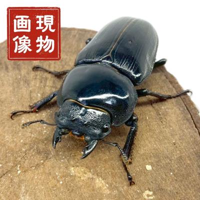 オオクワガタ 能勢 YGのおすすめ人気商品一覧 通販 - Yahoo!ショッピング