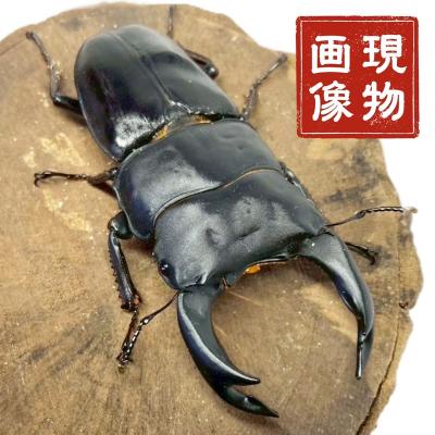 オオクワガタのおすすめ人気商品一覧 通販 - Yahoo!ショッピング