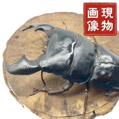 ☆クワガタ☆ 完品 種親候補 早い者勝ち！ 極太血統 国産オオクワガタ