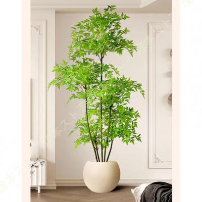 火鉢　南天　ガーデニング　植木 楽天市場】南天 鉢植え（種類（植物）ナンテン）（植木｜ガーデニング
