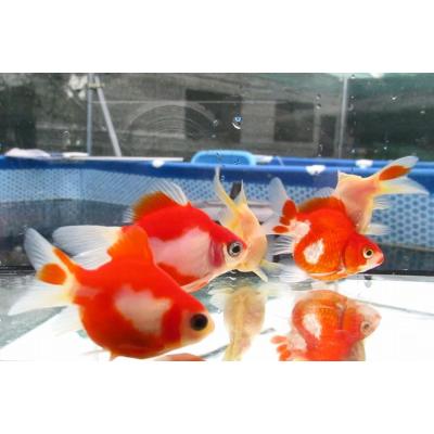 玉サバ2匹セット Amazon | 国産金魚 玉サバ 2才魚 1匹 全長約8～9cm （生体60713-8