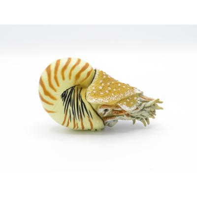 オウム貝、台座付き 貝殻 楽天市場】オウムガイ 貝殻の通販