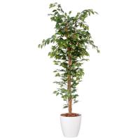 アイコム　人工観葉植物　人工樹木　フィカスベンジャミン　1.8m　AGA-1801N　1鉢 | LOHACO by アスクル(大型品グループ)