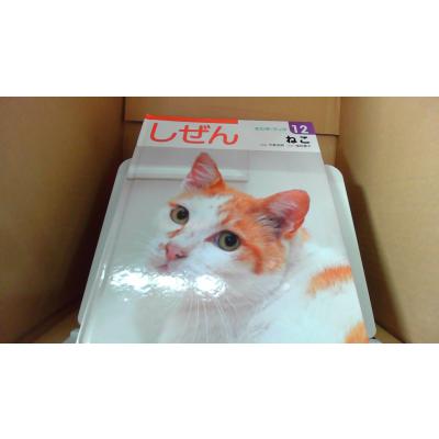 キンダーブック しぜんの商品一覧 通販 - Yahoo!ショッピング