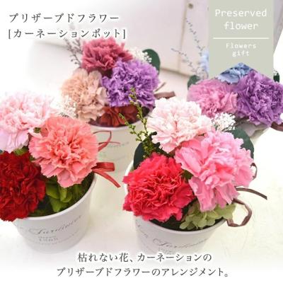 カーネーション プリザーブドフラワー（花、ガーデニング）のおすすめ