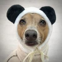 犬 服 アリエル コスプレ ペット 衣装 ドッグ ディズニー コスチューム かつら付き アカムスyahoo 店 通販 Yahoo ショッピング