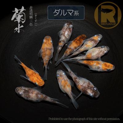 雲州三色メダカのおすすめ人気商品一覧 通販 - Yahoo!ショッピング