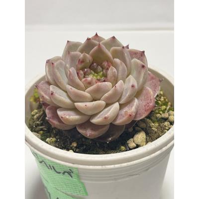多肉植物 苗 韓国苗(サボテン、多肉植物)の商品一覧 | 花 多肉植物 苗 韓国苗(サボテン、多肉植物)の商品一覧 | 花