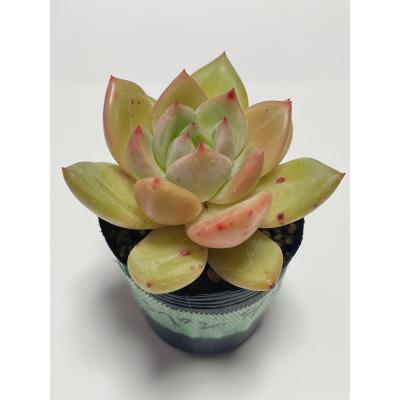 限定‼︎ 特売品‼︎ 多肉植物　韓国苗　100苗詰め合わせ！ 多肉植物 韓国苗 エケベリア MIX100苗セット 画像のセット ④