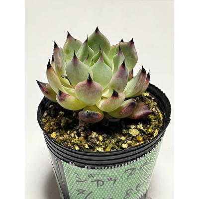 多肉植物 苗 韓国苗の商品一覧 通販 - Yahoo!ショッピング 多肉植物 苗 韓国苗の商品一覧 通販 - Yahoo!ショッピング