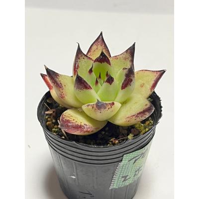 多肉植物 苗 韓国苗(サボテン、多肉植物)の商品一覧 | 花 多肉植物 苗 韓国苗(サボテン、多肉植物)の商品一覧 | 花