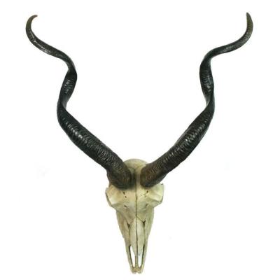 山羊 頭蓋骨のおすすめ人気商品一覧 通販 - Yahoo!ショッピング